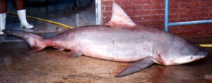 Tiburon1 - Extint1